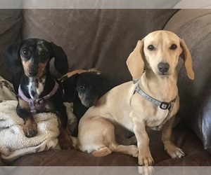 Mother of the Dachshund puppies born on 01/30/2026