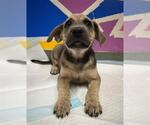 Small Mutt