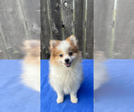Small Photo #6 Pomeranian Puppy For Sale in GREENWOOD, IN, USA