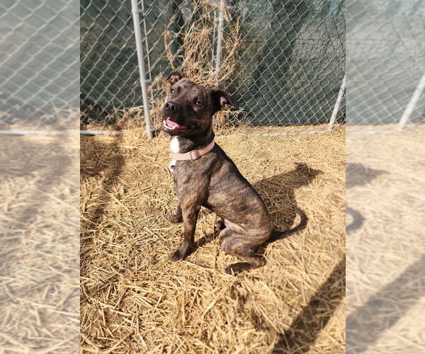 Medium Photo #8 Mutt Puppy For Sale in Evansville, IN, USA