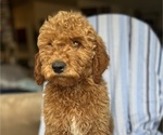 Small #11 Goldendoodle (Miniature)