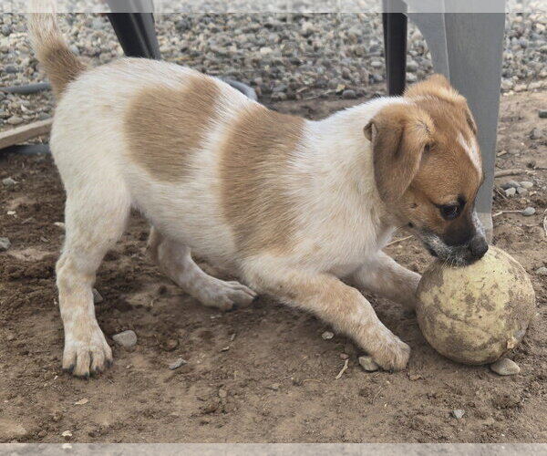 Medium Photo #4 Jack Russell Terrier-Unknown Mix Puppy For Sale in Peralta, NM, USA