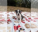 Small Photo #24 Boston Terrier Puppy For Sale in MACON, GA, USA