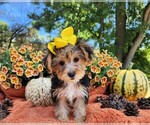 Image preview for Ad Listing. Nickname: Bella