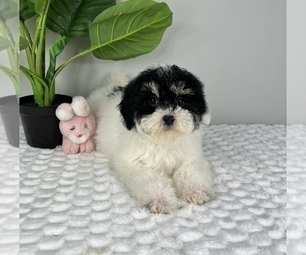 Medium Photo #4 Bernedoodle (Miniature) Puppy For Sale in FRANKLIN, IN, USA