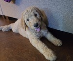 Small #1 Goldendoodle