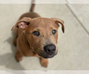 American Pit Bull Terrier-Unknown Mix Dogs for adoption in Tulsa, OK, USA