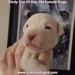 Small Photo #10 Dogo Argentino Puppy For Sale in PINEVILLE, MO, USA
