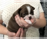 Small Photo #5 Boston Terrier Puppy For Sale in MARYSVILLE, WA, USA
