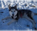 Small #3 Siberian Husky Mix