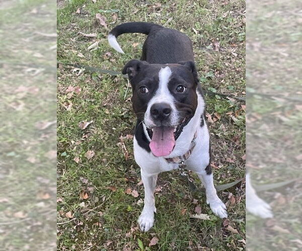 Medium Photo #2 Mutt Puppy For Sale in Virginia Beach, VA, USA