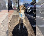 Small Photo #9 Labrador Retriever-Saluki Mix Puppy For Sale in Washington, DC, USA