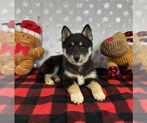 Pomsky Puppy for sale in FRANKLIN, IN, USA