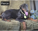 Small #1 Doberman Pinscher