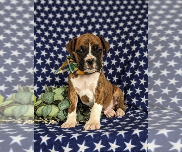 Medium Photo #1 Boxer Puppy For Sale in KIRKWOOD, PA, USA
