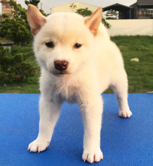 Shiba Inu Puppy for sale in SAN JOSE, CA, USA