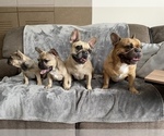 Small Photo #6 French Bulldog Puppy For Sale in MIDDLEBURG, FL, USA