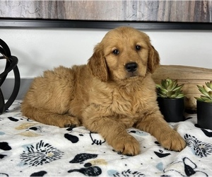 Golden Retriever Puppy for sale in FRANKLIN, IN, USA