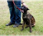 Small Photo #6 Dutch Shepherd Dog Puppy For Sale in CHARLESTON, WV, USA
