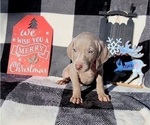 Small Photo #30 Weimaraner Puppy For Sale in NEWCASTLE, OK, USA
