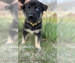 Puppy Bailey German Shepherd Dog-Siberian Husky Mix