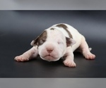 Image preview for Ad Listing. Nickname: Cocoa Belle