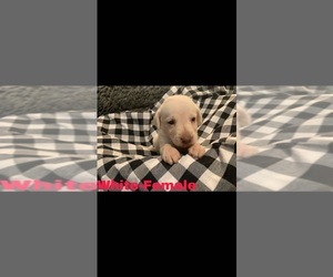 Labrador Retriever Puppy for Sale in AVERY, Texas USA