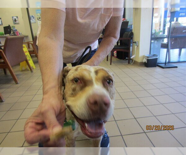 Medium Photo #1 American Staffordshire Terrier Puppy For Sale in Ocala, FL, USA