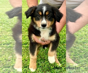 Miniature Australian Shepherd Puppy for sale in NEW WASHINGTN, IN, USA