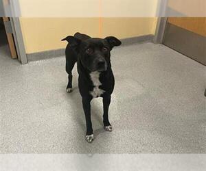 Mutt Dogs for adoption in Orange, CA, USA