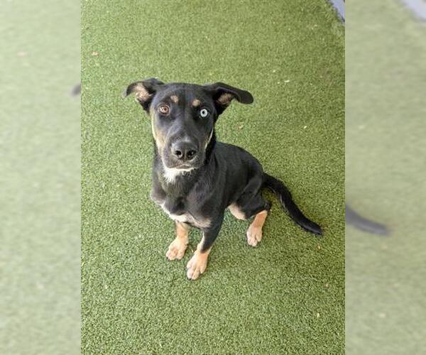 Medium Photo #1 German Shepherd Dog Puppy For Sale in San Martin, CA, USA