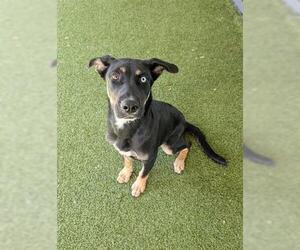 German Shepherd Dog Dogs for adoption in San Martin, CA, USA