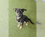 Small German Shepherd Dog