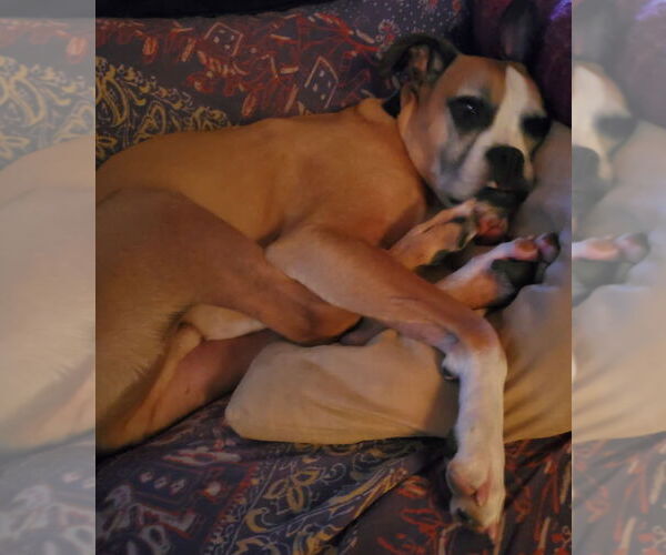 Medium Photo #9 Boxer Puppy For Sale in Burnsville, MN, USA