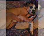 Small #8 Boxer