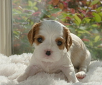 Small Photo #4 Cavalier King Charles Spaniel Puppy For Sale in FAIR OAKS, CA, USA