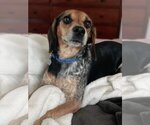 Small Photo #4 Beagle-Unknown Mix Puppy For Sale in Mundelein, IL, USA