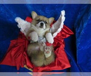 Pembroke Welsh Corgi Puppy for sale in NORWOOD, MO, USA