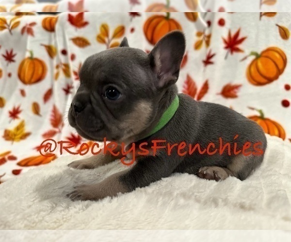 Medium Photo #7 French Bulldog Puppy For Sale in MORENO VALLEY, CA, USA