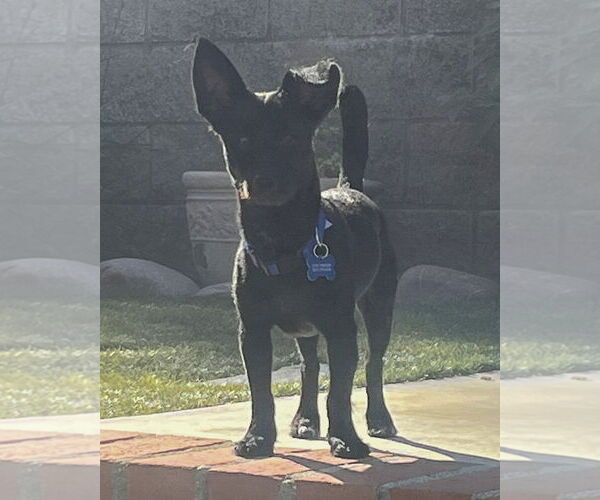 Medium Photo #3 Mutt Puppy For Sale in Corona, CA, USA