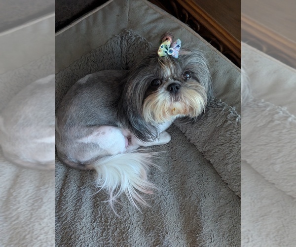 Medium Photo #1 Shih Tzu Puppy For Sale in HYATTSVILLE, MD, USA