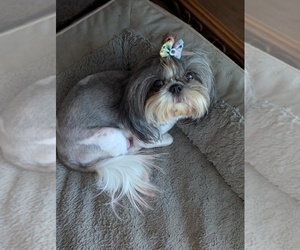 Mother of the Shih Tzu puppies born on 04/10/2025