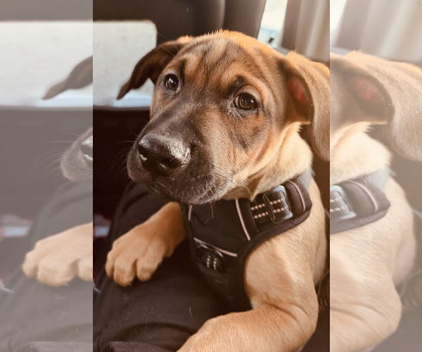 Medium Photo #7 Colonial Cocker Spaniel-Labrador Retriever Mix Puppy For Sale in St. Louis Park, MN, USA