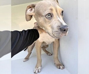 Mutt Dogs for adoption in Houston, TX, USA