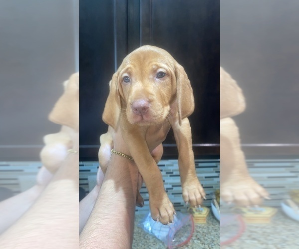 Medium Photo #8 Vizsla Puppy For Sale in SAN ANTONIO, TX, USA