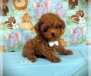 Poodle (Toy) Puppy for sale in WINNSBORO, LA, USA