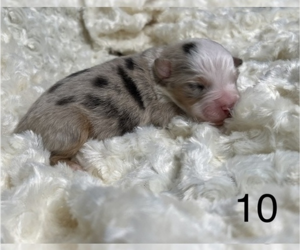 Medium Photo #6 Australian Shepherd Puppy For Sale in TONASKET, WA, USA
