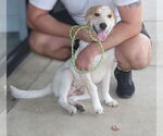Small #1 Mutt