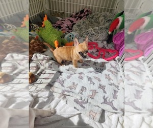 French Bulldog-French Bullhuahua Mix Puppy for sale in FT MYERS, FL, USA