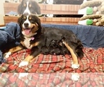 Small Photo #1 Bernese Mountain Dog Puppy For Sale in POUND, VA, USA